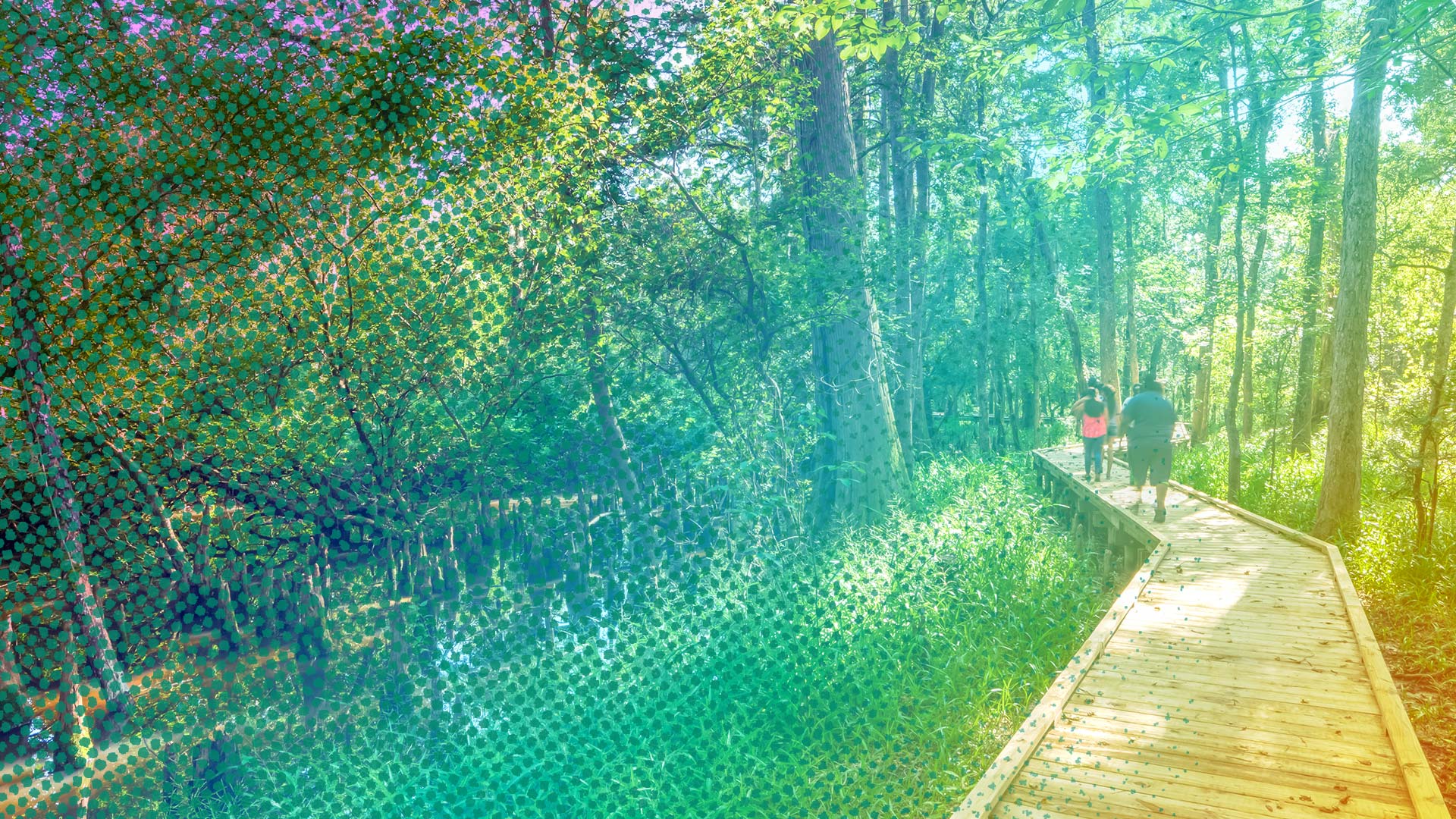 Boardwalk in the woods