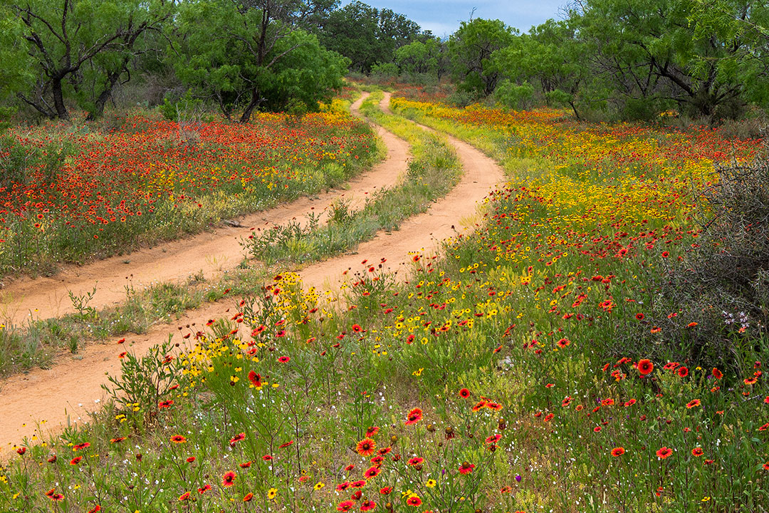 Wildflower Road