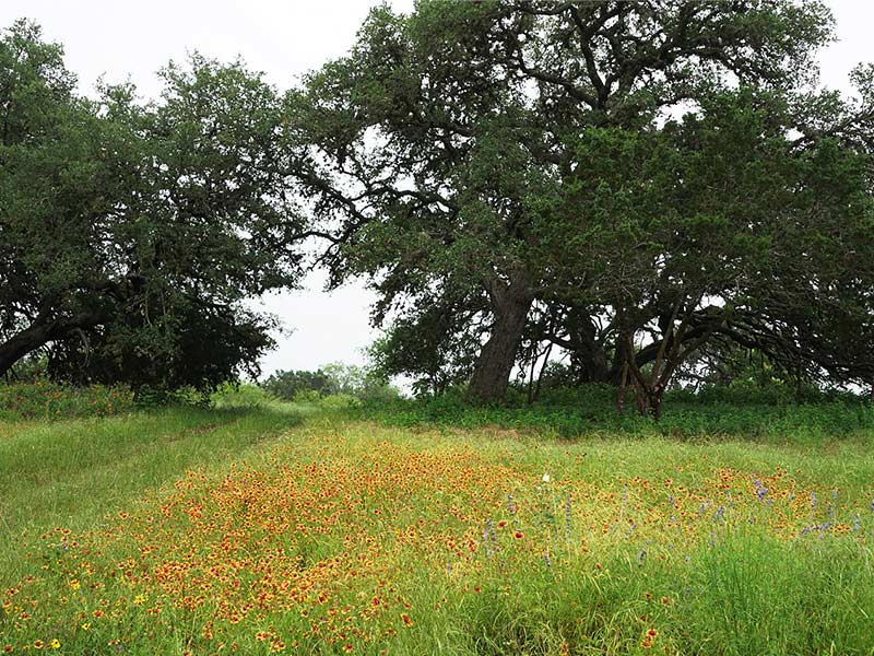 grassland and wild flowers